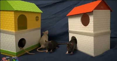 Rat house