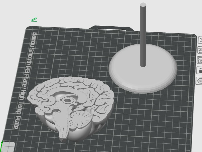 Think Tank: The Ultra-Detailed Anatomical Brain
