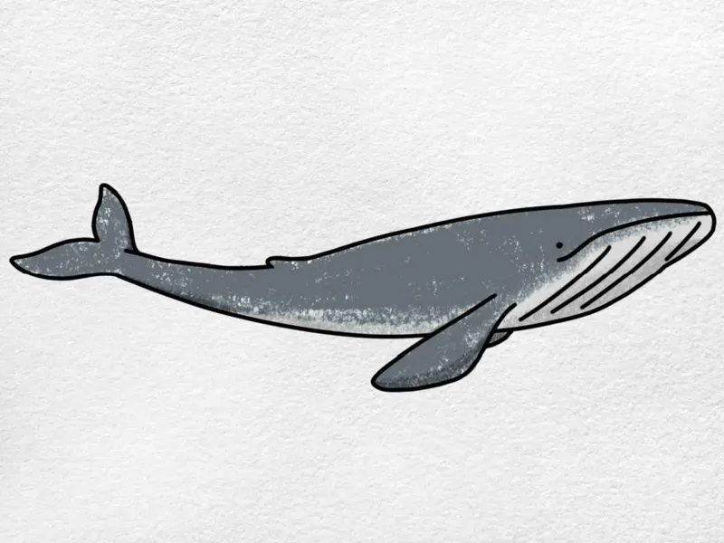 flexi whale