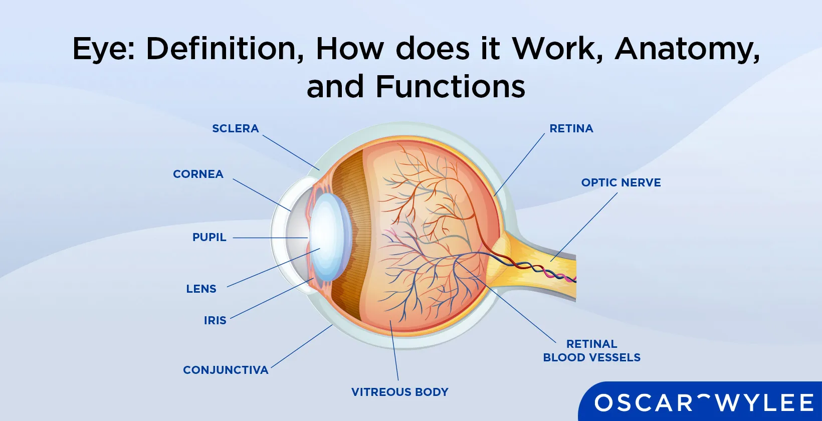 Eye anatomy
