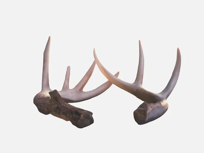 Ned's Antlers