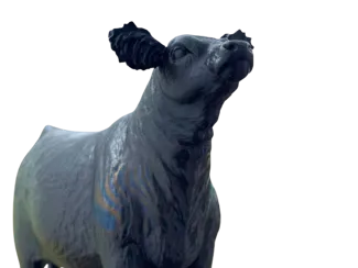 Show Heifer