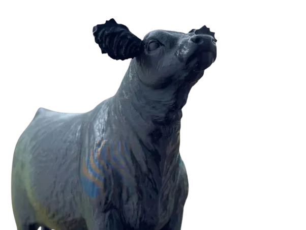 Show Heifer