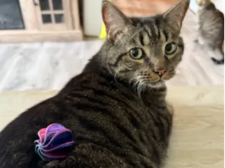 Cat Toy