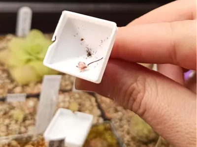 Seed Funnel V5-2