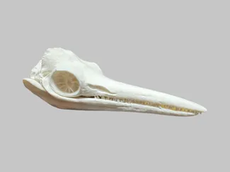 Ichthyosaur Skull
