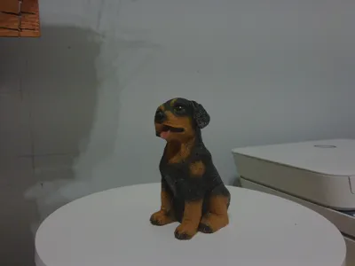 rottie1