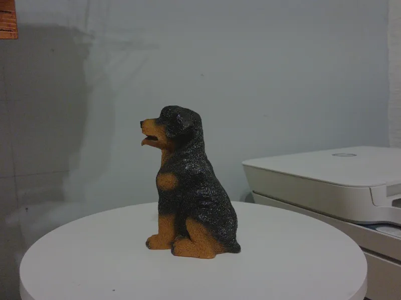 rottie4