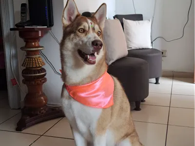 Husky siberiano