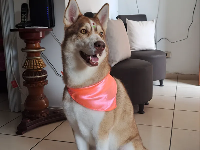 Husky siberiano 