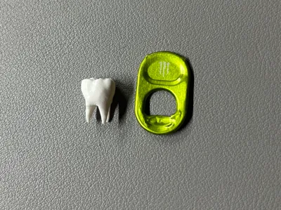 Realistic Tooth Molar