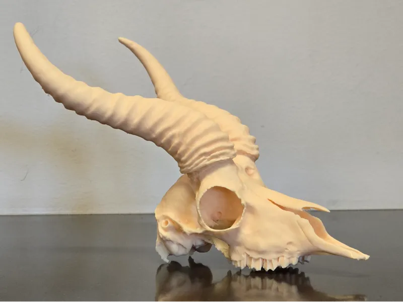 Springbok Skull