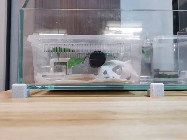 https://makerworld.bblmw.com/makerworld/model/DSM00000001937614/design/2025-10-29_4505fc30d470d8.jpg