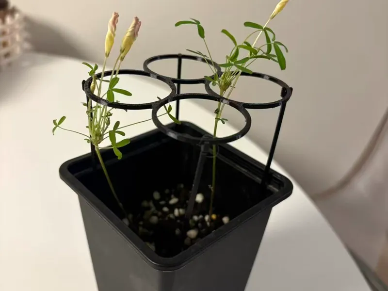 醡浆草支架