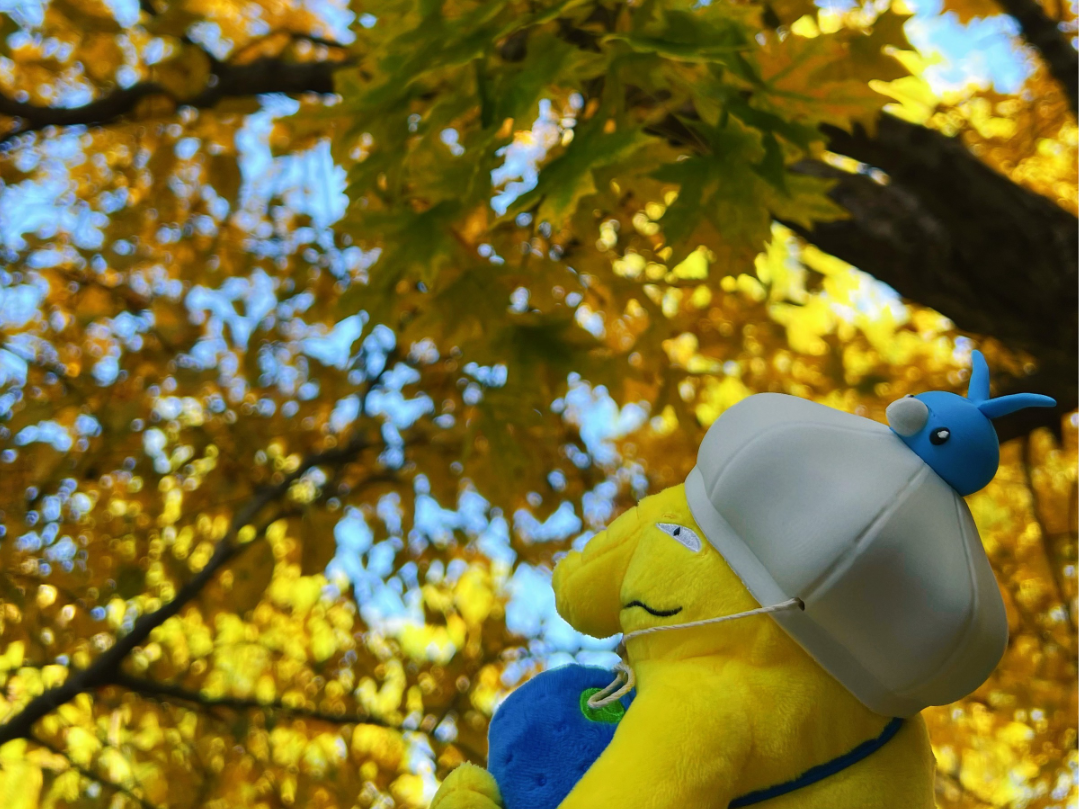 宝可梦青绵鸟贝雷帽（Pokemon Fit Size）