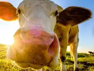 Cow