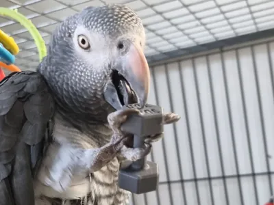 Parrot Dumbbell Mini Toy
