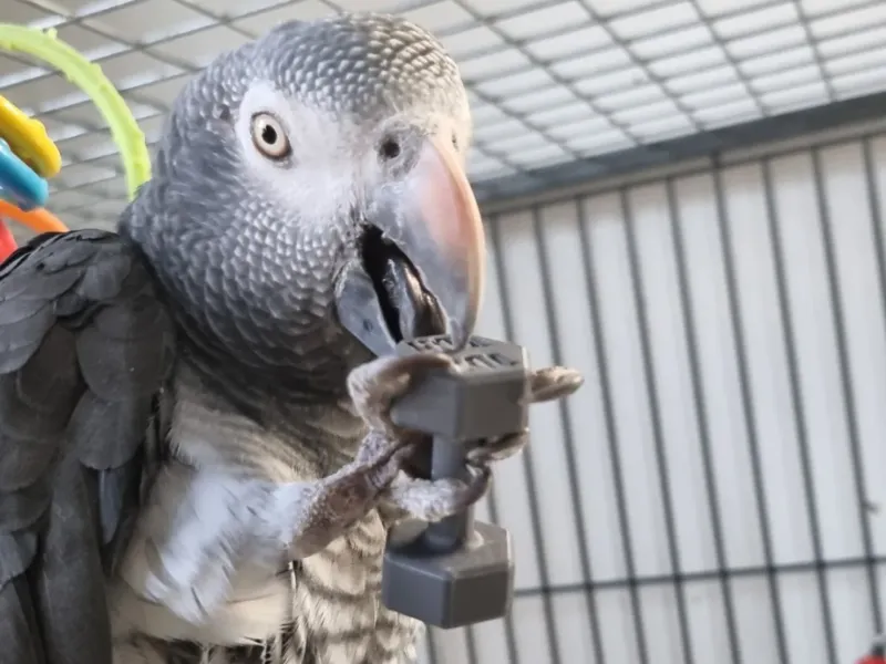 Parrot Dumbbell Mini Toy