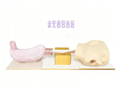 Upper gastrointestinal endoscope intervention training model