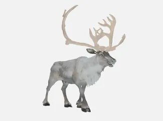 Christmas reindeer