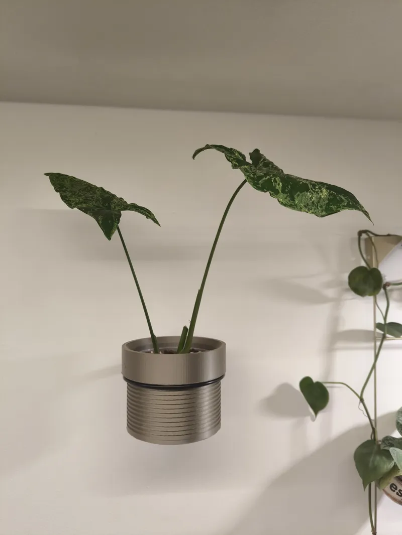 Pot for IKEA Klotthuja