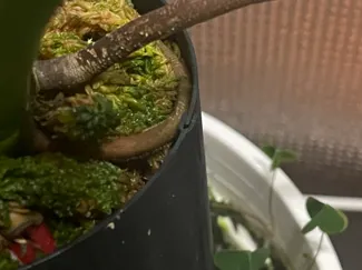 花烛植物加高围圈