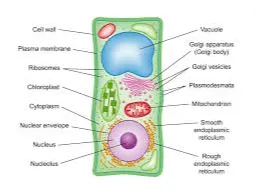Cell School Project
