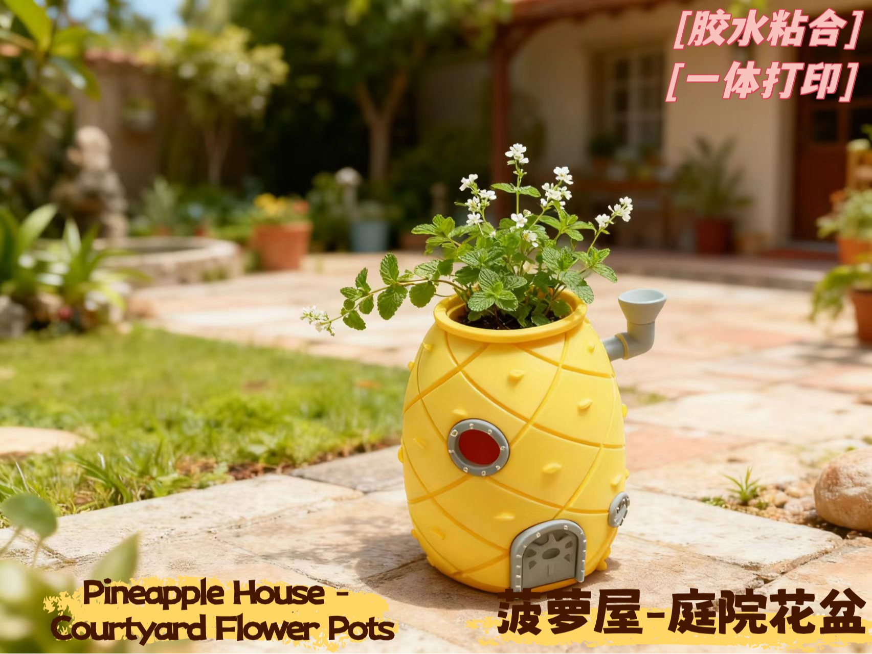 菠萝屋-盆栽