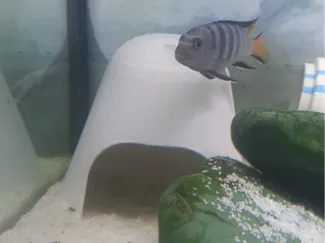 CİCHLİD CUBE AQUARİUM FİSH TANK