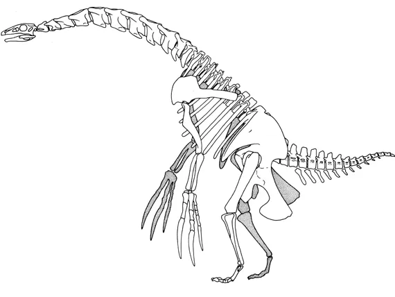 Therizinosaurus Skeleton