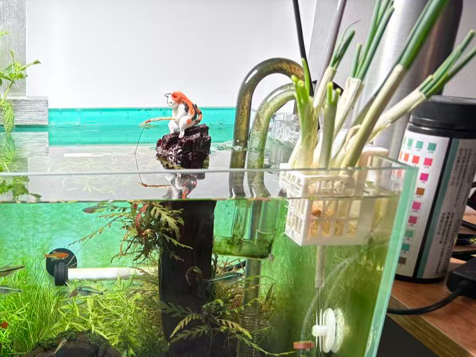 鱼缸水培种植篮（种葱专用）