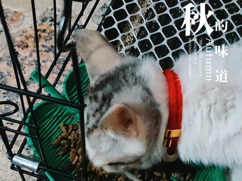 来份【绿叶 餐盘 】，享受绿意盎然！！！