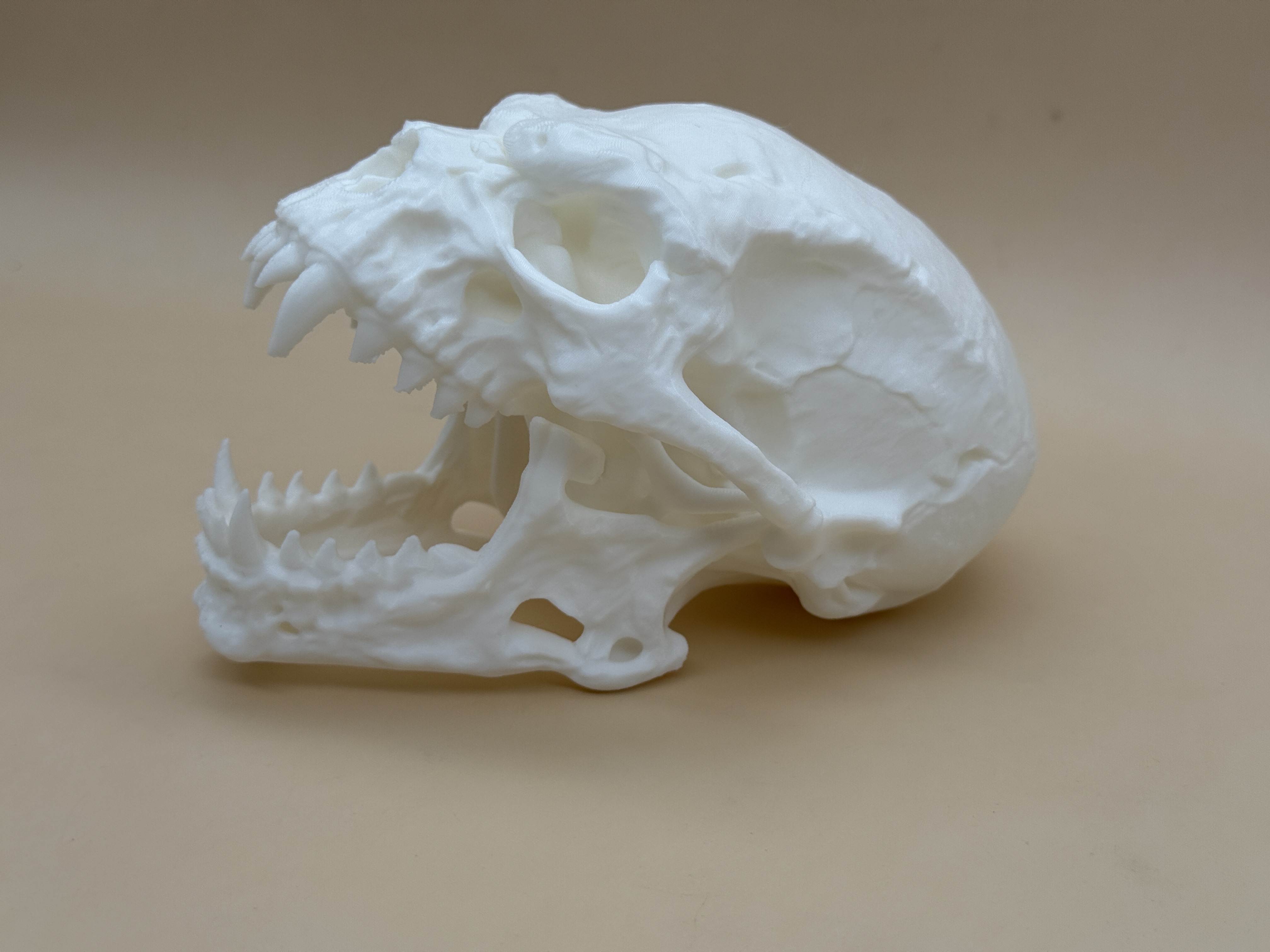 化石骨架| 收藏夹- MakerWorld：下载免费3D模型