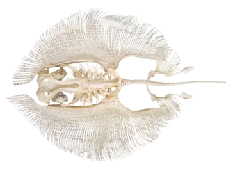ray