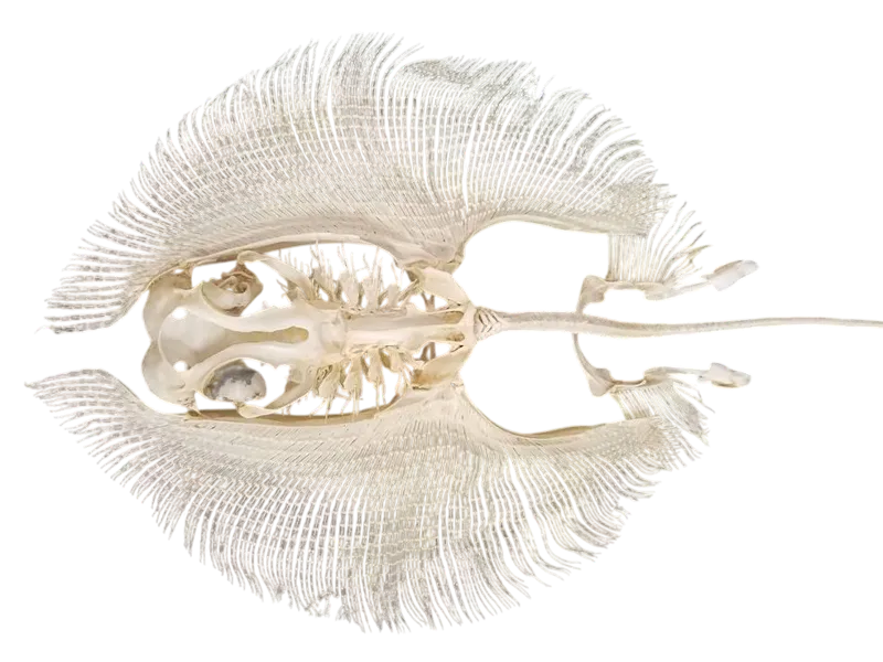 ray