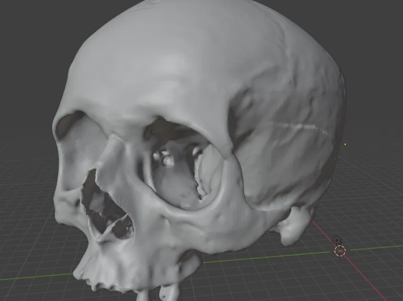 Human skull