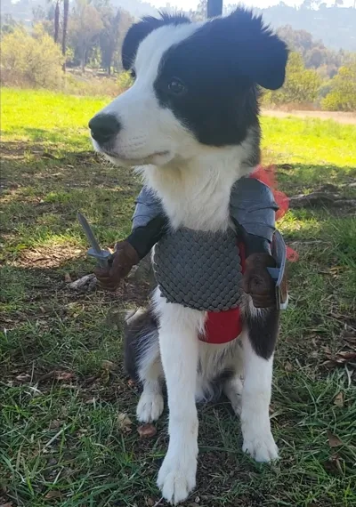 Knight Arms