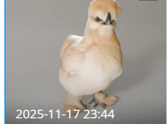 Silkie Chicken