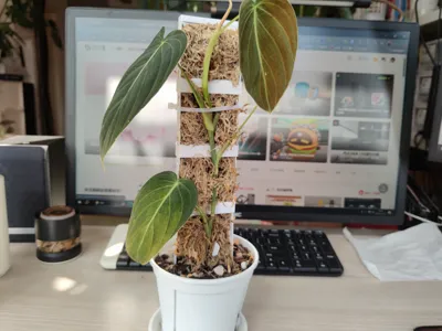Moss Pole for Plant Stem Cuttings