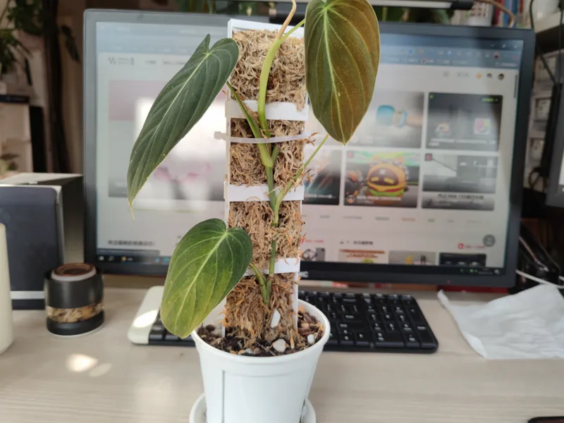 绿植茎段扦插用水苔柱