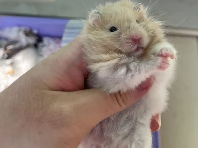 Elevated Syrian Hamster Water Bottle
