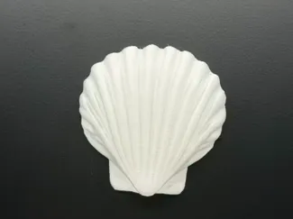 贝壳
