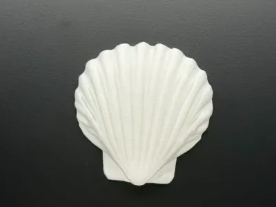贝壳