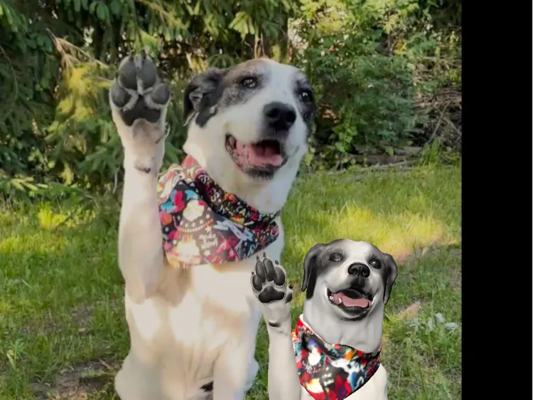 dog 1