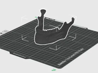Human Mandible Anatomical Model