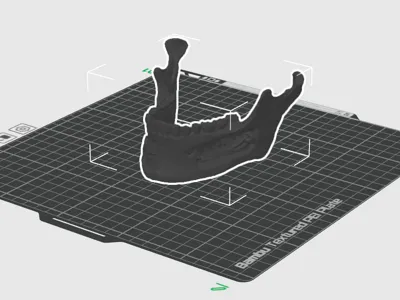 Human Mandible Anatomical Model
