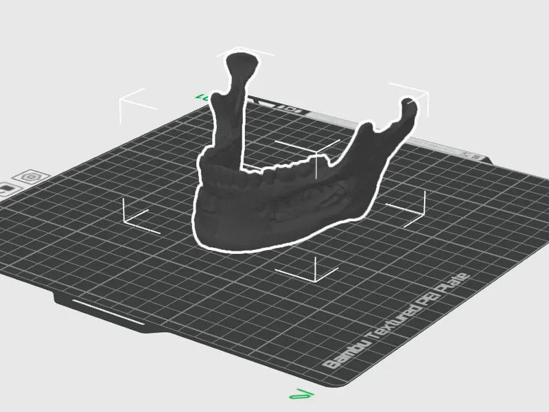 Human Mandible Anatomical Model
