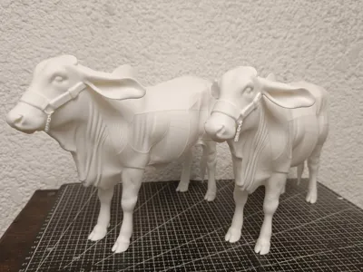 Cow with separation for meat cuts