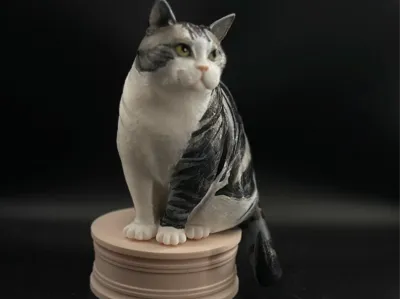 American Shorthair Cat Model