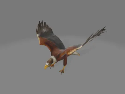 Eagle